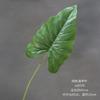 Simulação Planta Verde Folha de Alocasia Impressão 3D Folha de Chuva de Primavera Decoração de Casamento Decoração de Parede de Planta de Estrada Folhas