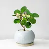 Planta Verde Pequeña en Maceta con Frutos, Maceta de Cerámica Árbol Bodi, Adorno de Escritorio Estilo Zen Chino, Fácil de Cuidar