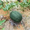 Mancha Engrossada Melancia para Melão Hami Melão para Bolha Plástico Almofada de Melão Anti-corrosão Melão Podre para Almofada de Melão