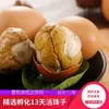 Huevos de Embrión de Pollo Cocidos con Cinco Especias Picantes, Huevos Incubados de 13 Días, Huevos Sin Pelo, Huevos Templados, Huevos No Peludos, Transfronterizo