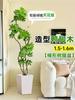 Planta Verde Grande para Sala de Estar con Forma de Pata de Pato, Planta en Maceta de Interior de Fácil Mantenimiento, Planta Verde Perenne de Pie para Oficina para Todas las Estaciones