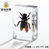 Artesanías de especímenes, insectos reales, escarabajo ciervo, escorpión, escarabajo, araña, regalos de enseñanza de ciencias biológicas, adornos de resina