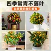 Plántulas de Árbol de Kumquat, Plantas en Maceta, Comestible con Piel Crujiente, Naranjas de Cuatro Estaciones, Flores de Interior y Plantas Verdes para la Sala de Estar, Enviado con Fruta