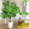Monstera Deliciosa Sala de Estar Maceta Plantas Verdes Interior Raíces Viejas en Montón Grande Del Suelo al Techo Sala de Estar Junto al Mueble de TV Plantas