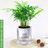 Planta de coco de bolsillo, planta verde en maceta, flores hidropónicas, planta de escritorio, bonsái de interior, planta de hoja perenne, plántula de coco oxigenante