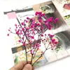 Pacote de Material DIY Flor Eterna 1g Gradiente Cabeça Grande Mosquitinho Estrela Milionária Buquê de Flores Secas Flor Eterna Flor Real