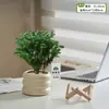 Plantas Pote Relaxantes Pinheiro Azul na Sala de Estar e Mesa de Escritório Ornamentos de Plantas Verdes para Purificar o Ar Plantas de Humor o Ano Todo