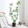 Planta Grande de Madera Pata de Pato en Maceta para Interior para Purificación del Aire, Adecuada para Dormitorio y Sala de Estar, Perenne Todo el Año, Planta Verde de Moda