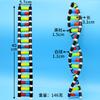 Componente de modelo de estrutura de dupla hélice de DNA modelo de estrutura de DNA médio montagem modelo genético experimento biológico