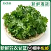 Verduras Frescas de Col Rizada para Comer, Hacer Jugos, Asar, Comidas Ligeras para Fitness, Ingredientes para Ensalada de Estilo Occidental de 1.0 kg