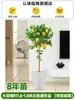 Árvore de limão Four Seasons Fruit em vaso com frete grátis, varanda com mudas de brotos de frutas, plantas de pátio, árvores frutíferas, plantas verdes para ambientes internos