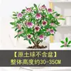 Daphne Odora en Maceta con Fragancia Intensa y Capullos, Adecuada para Plantar en Interiores, Tallos Viejos, Ideal para Otoño e Invierno, Flor de Invierno Resistente