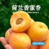 Albaricoques Miel Holandesa Auténticos de Yantai, Shandong, Fruta Fresca, Dulzura Pura, Recolectados Frescos en Temporada, Aptos para Mujeres Embarazadas, Envío Gratis Vía Sf Express