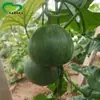 Las Semillas de Melón Príncipe Tesoro Verde Son de Maduración Temprana, Alto Contenido de Azúcar, Alta Resistencia al Frío, Fáciles de Cultivar, Melones Dulces, Crujientes, Jugosos, Resistentes al Frío, Fáciles de Frutar