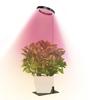 Luz de Crecimiento para Plantas Anillo de Ángel USB Temporizada Regulable Luz Suplementaria para Plantas Verdes y Plantas en Maceta Luz Suplementaria para Plantas Verdes de Interior