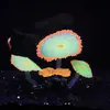 Venda Direta de Fábrica de Decorações para Aquário, Plantas Aquáticas Artificiais de Silicone com Efeito Fluorescente - Coral Tapete