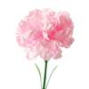 Suministro Listo Ventas de Fábrica Flor Artificial de Seda Clavel Decoración del Hogar Día de la Madre Clavel Individual