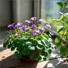 Planta de Centella Asiática en Flor para Atraer Riqueza, Planta Hidropónica para Escritorio de Oficina, Flor de Planta del Dinero para Cultivo en Agua Interior