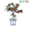 Dropshipping Plántulas de Pimienta de Ratán Hanyuan Auténticas de Sichuan Plántulas de Pimiento Verde Pimienta sin Espinas Pimiento Verde Dahongpao Comida