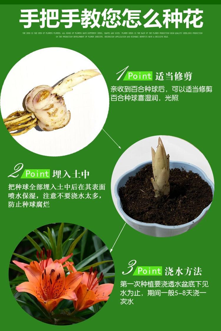 百合种球详细2.jpg