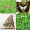 Especímenes de Mariposas Reales para Práctica, Mariposas Originales con Alas Sin Abrir, Materiales DIY para Espécimenes de Insectos, Mariposas Monarca, Insectos Originales, Mariposas Cola de Golondrina
