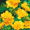 Bulbos de Alyssum Importados, Fresias de Doble Floración, Florecen en Todas las Estaciones y Son Buenas para Alimentar Florales Ornamentales, Florales en Maceta y Semillas de Plantas
