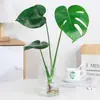 Las Plantas Hidropónicas Ave del Paraíso Son Fáciles de Cultivar y Viven en Todas las Estaciones. Sala de Estar Planta Verde Plantas en Maceta en la Oficina Escritorio Florales Strelitzia Reginae