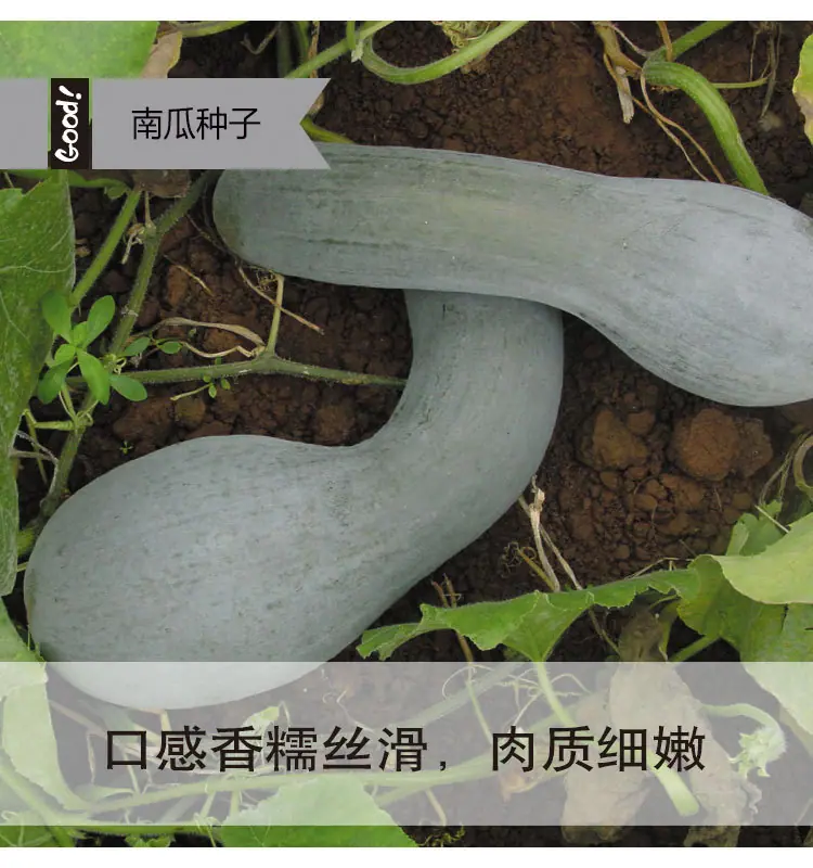 金钩南瓜03-1