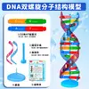 Modelo de Estrutura de Hélice Dupla de DNA Componentes Materiais Didáticos Biologia Genética Genes e Mutação Instrumentos de Ensino Equipamentos Experimentais