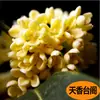 Plántulas de Osmanthus en Maceta Perennes de Cuatro Estaciones Florales Madera de Águila Injertada Agosto Osmanthus Dorado y Osmanthus Plantas de Patio para Interiores y Balcones