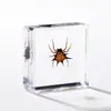 A Fábrica de Artesanato Zhongkun vende espécimes de insetos genuínos como itens decorativos, embutidos em resina de alta transparência, como brinquedos científicos educativos para crianças.