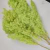 Flor de Pino Penglai Eterna Arte Jardinería Arreglo Floral Decoración del Hogar Planta Natural Producción Planta Verde Flores Secas en Relieve