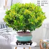 Planta Perfume Flor de Milán en Maceta Florales y Plantas Verdes Interior Maceta Vieja con Brotes Floreciendo en Todas las Estaciones y Fácil de Cultivar Plantas para Balcón Plantones