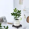 Bambú de la suerte Bambú Loto Planta en maceta Planta de interior para oficina Paso a paso Bambú alto Micro paisajismo Planta verde de escritorio Bonsái fácil de cuidar