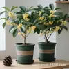 Plantones de Osmanthus Plantas de Interior en Macetas Flores de Suelo para Patio Todo el Año Osmanthus Dorado Osmanthus Fragancia Fuerte Tipo Resistente al Frío Fácil de Cultivar y Vivir