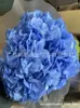 [Niebla Natural Hortensia] Flor Eterna Flor Seca Hortensia Anna Hortensia Lobular Material para Boda DIY Venta al por Mayor