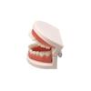 Modelo dental estándar modelo dental modelo dental dentadura de enseñanza jardín de infancia práctica de cepillado modelo oral