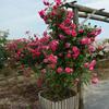 Rosa Grande Muda Flor de Rosa Muda Trepadeira Rosa Floresce em Todas as Estações Flores Extra Grandes Fragrância Forte Planta Trepadeira Rosa Flor de Parede Rosa Planta em Vaso