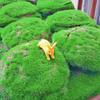 Adornos de musgo para micropaisaje, conejo corriendo, conejo corriendo, montaje DIY, decoraciones, adornos para plantas suculentas