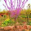 Plántulas de Bauhinia Llenas de Plántulas de Flor de Bauhinia Roja Plantas Verdes en Maceta Plántulas de Bauhinia Plantas de Jardín para Patio Ornamentales Florales Coloridas