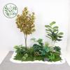 Paisajismo de Plantas Verdes Paisajismo de Balcones Decoración de Plantas Artificiales para Interiores y Exteriores Planta Viajera Plátano Espalda de Tortuga Planta Debajo de las Escaleras Paisajismo