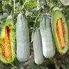 Plántulas de berenjena para cuatro estaciones, plantas en maceta con tierra, variedades viejas injertadas de berenjena morada y semillas de berenjena de Hangzhou, plántulas de hortalizas de primavera