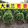 Plántulas de flores de Milán, flores de interior en maceta, plantas verdes para balcón y patio, florecen en todas las estaciones, fragancia fuerte, plantas repelentes de mosquitos, plantas maduras
