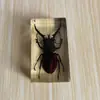 Ámbar con Insecto Real Muestra Juguete Infantil para Jardín de Infancia Animal Mariposa Adorno Pequeño Escorpión Araña Escarabajo