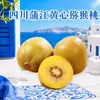 Kiwi de pulpa amarilla de Pujiang, Sichuan, envío directo 15/30 piezas, tamaño mediano, tierno, fruta dorada de temporada, fruta fresca