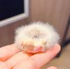 Cuerda para el cabello de otoño e invierno para niños, accesorios para el cabello de gato de dibujos animados, anillos para el cabello de felpa sin costuras para niñas y bebés, tendones de goma que no lastiman la cuerda para el cabello
