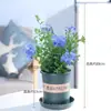 Plántulas de Copo de Nieve Azul Plantas en Maceta para Balcón, Enredaderas Resistentes al Calor, Plantas Blancas de Copo de Nieve Fáciles de Cultivar para Jardín y Patio