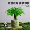 Árbol del Dinero Planta en Maceta Decoración Creativa de Planta para Escritorio Flor y Planta Verde para Oficina Adorno Hiedra Coco Rico Verde Bonsái Pequeño