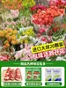 Tulipanes Hidropónicos al por Mayor 5 Grados Bulbos Grandes Resistentes al Frío para Invierno Interior/Exterior Fáciles de Cultivar para Principiantes Flores en Maceta Plantas