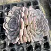 Base de planta suculenta autoproducida y autovendida al por mayor suculentas pequeñas combinación de flores plantas en maceta plantas carnosas Lithops Haworthia